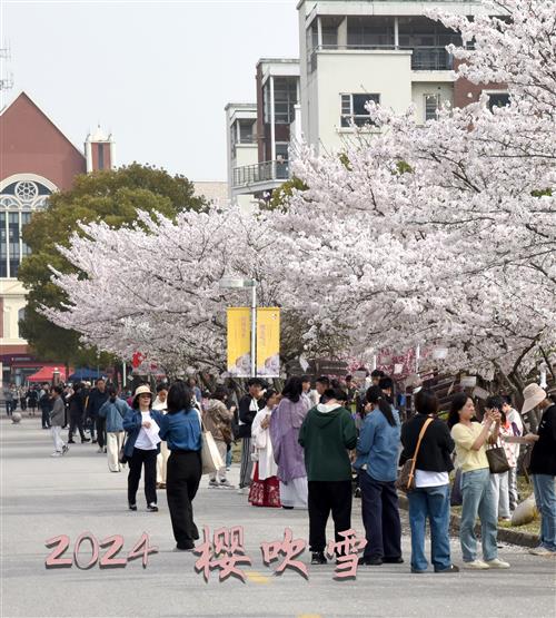 2024樱吹雪